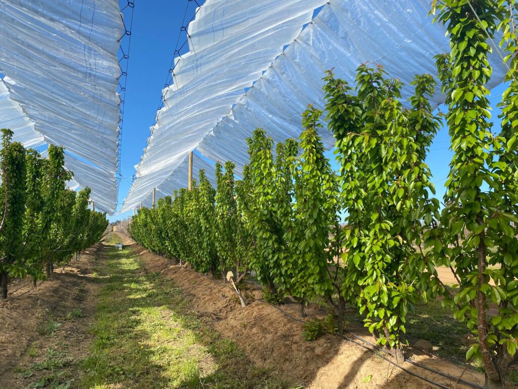 Imagen de WhatsApp 2025-11-27 a las 14.11.32_36d4e667